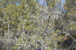 Image of European buckthorn