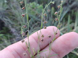 Image of San Saba pinweed