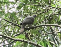 Image of Ring-tailed Pigeon