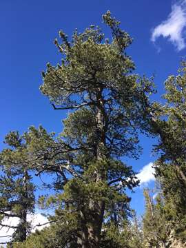 Image of Limber Pine