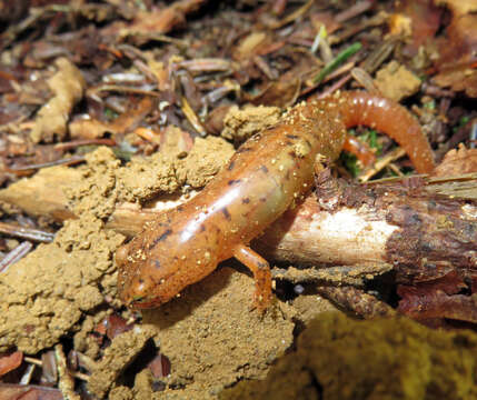 Image of Spring Salamander