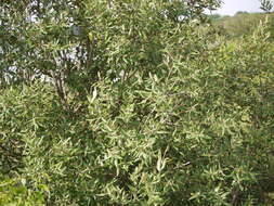 Image of Mangrove