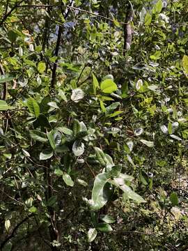 Imagem de Quercus tarokoensis Hayata