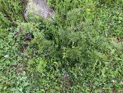 Image of Rhamnus erythroxyloides Hoffmanns.