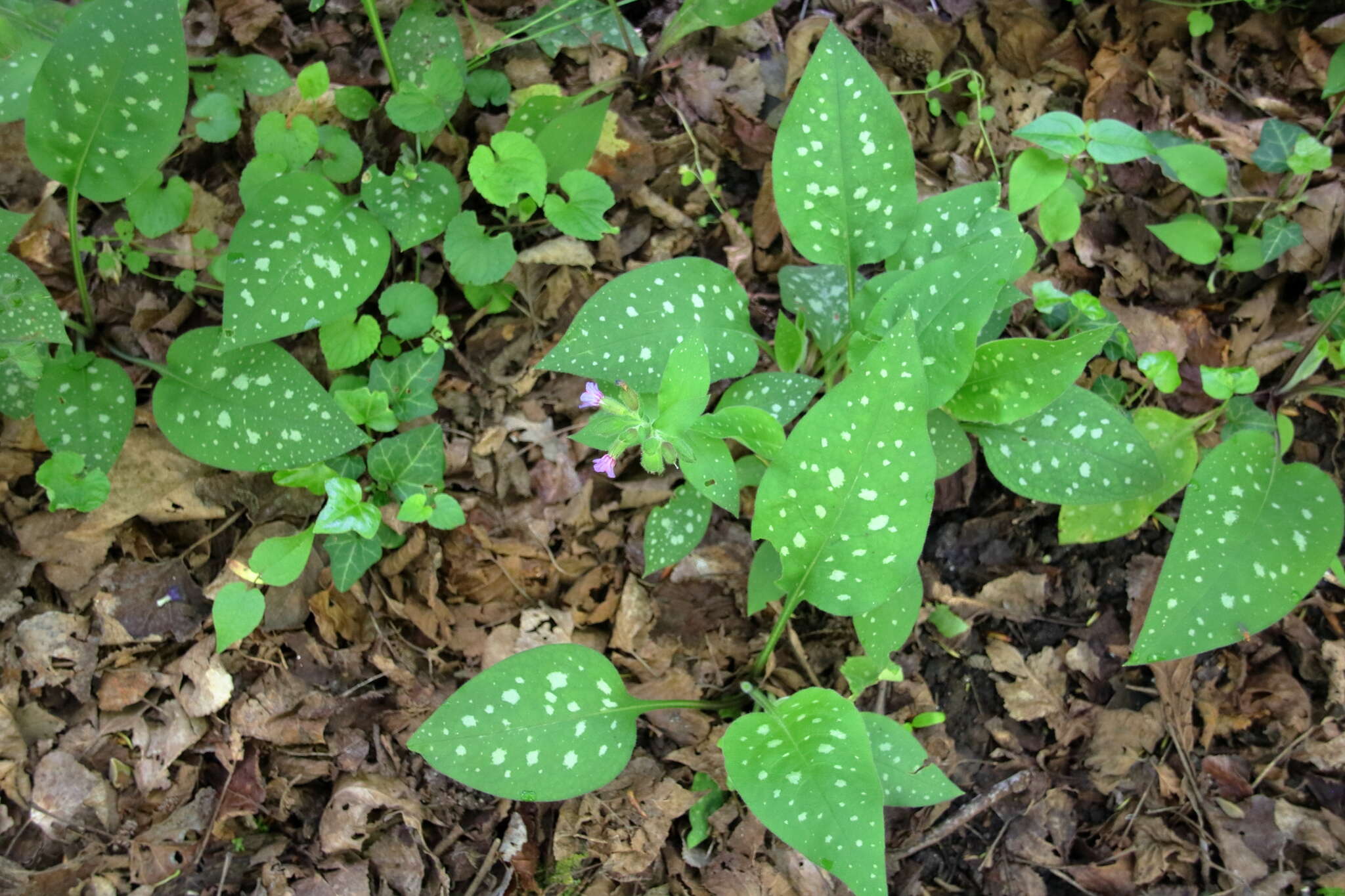 Plancia ëd Pulmonaria vallarsae A. Kerner