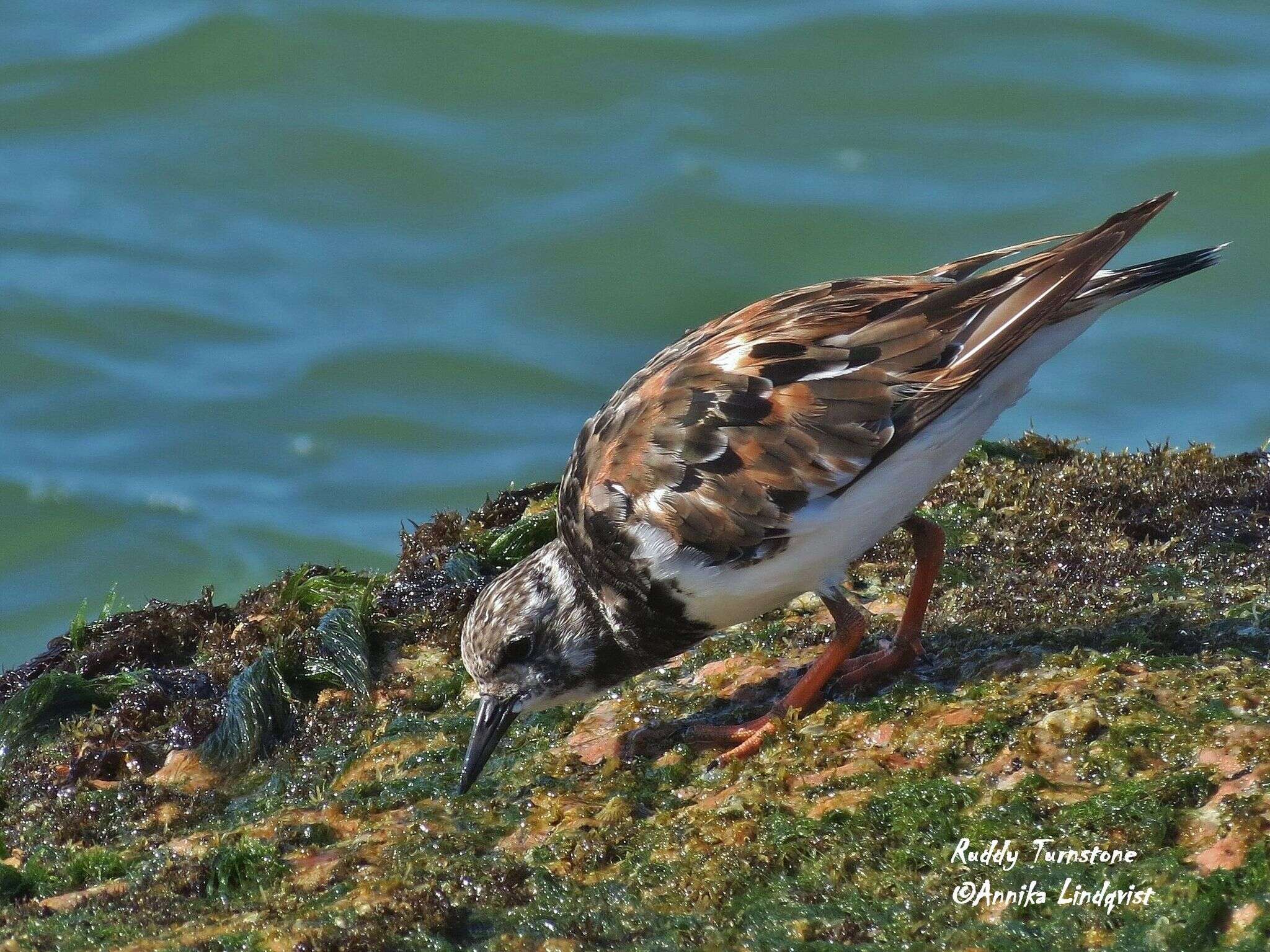 Image of Arenaria Brisson 1760