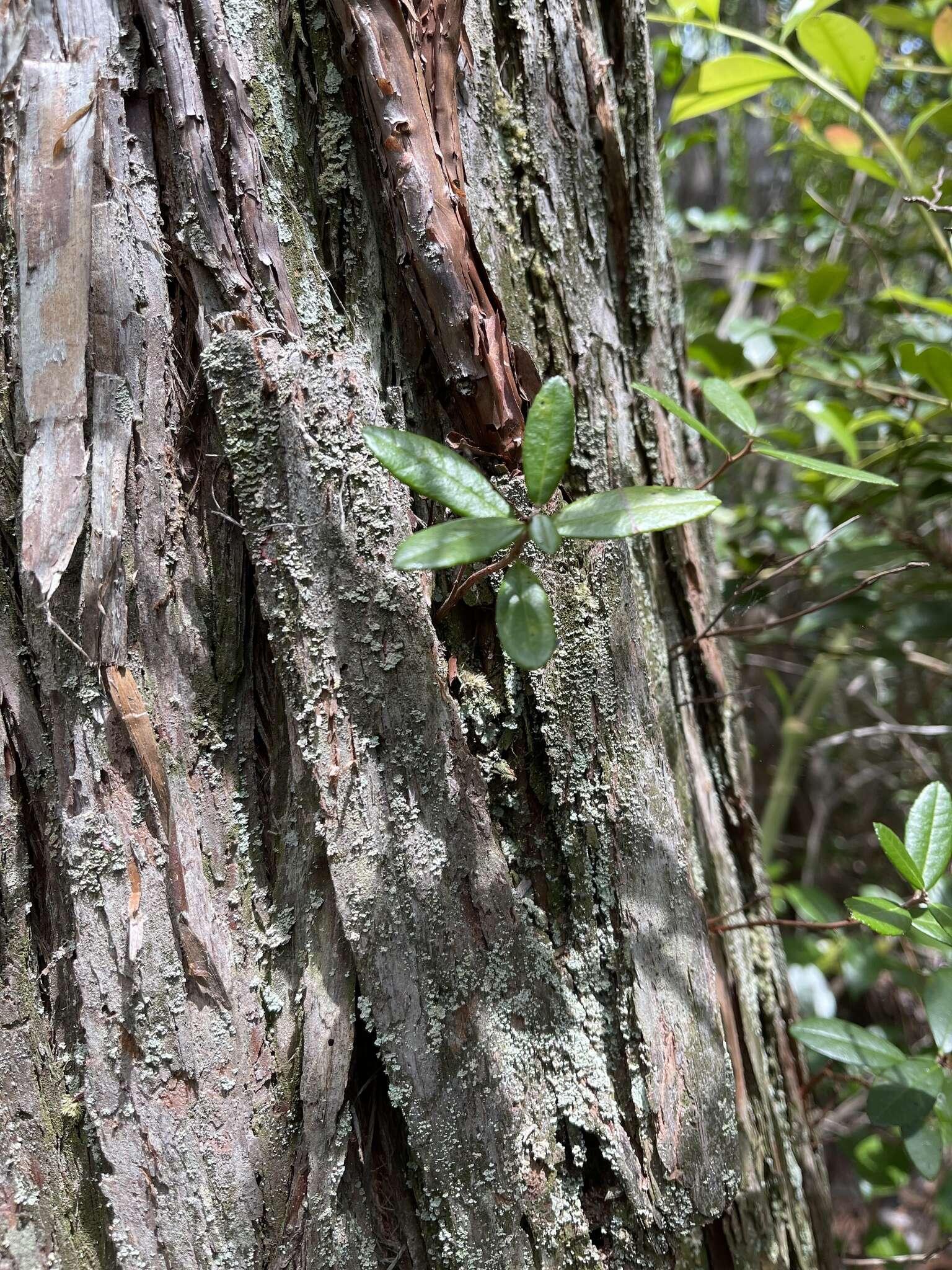 Image of Climbing Fetterbush