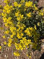 Image of Moapa bladderpod