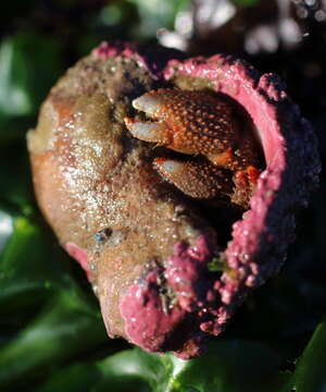 Image of Bering hermit crab