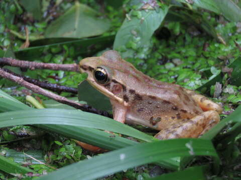 Image of Bangkimtsing Frog