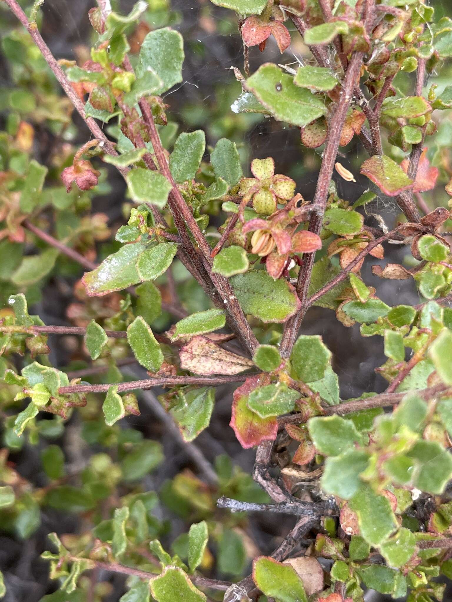 Image of Dodonaea baueri Endl.