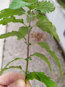 Image of caryopteris