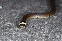 Image of MacClelland’s Coral Snake