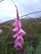 Image of Dierama formosum Hilliard