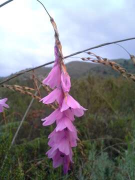 Image de Dierama formosum Hilliard