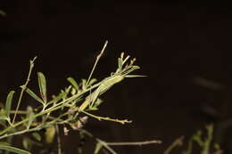 Image of Wyoming Toothpick Grasshopper