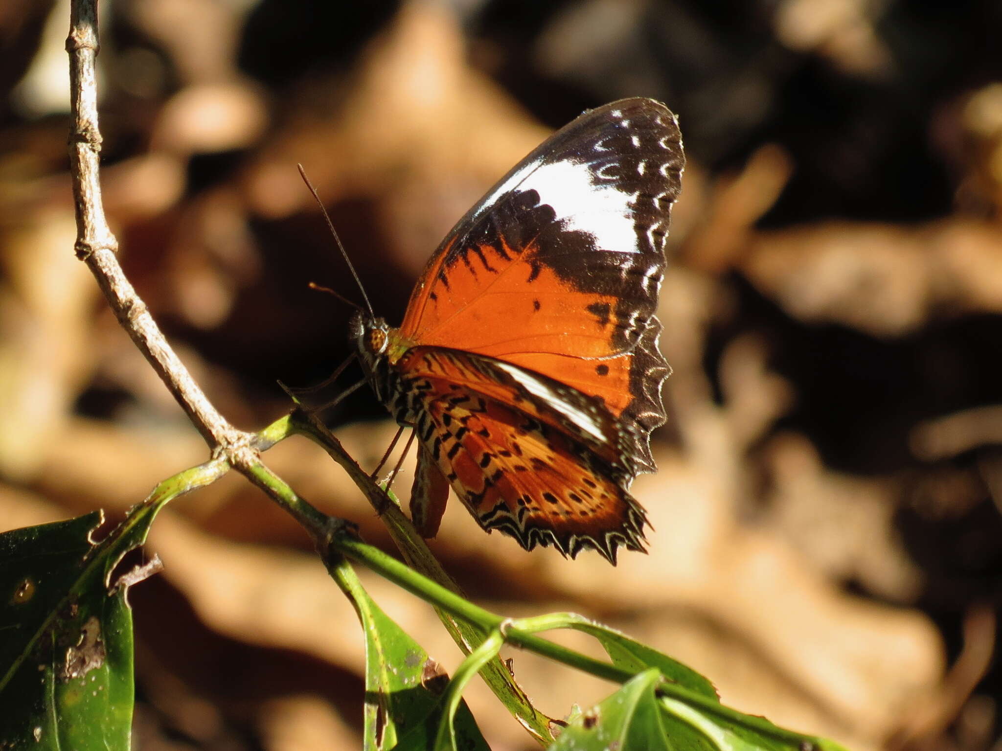 Image of Orange lacewing