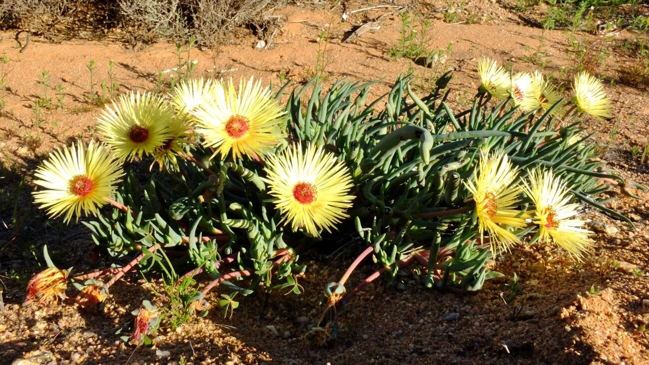 Imagem de Cephalophyllum pillansii L. Bol.