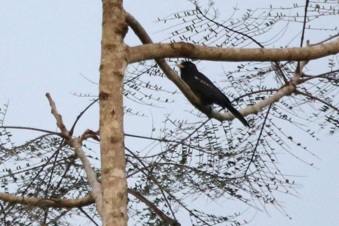 Image of Yellow-billed Nunbird