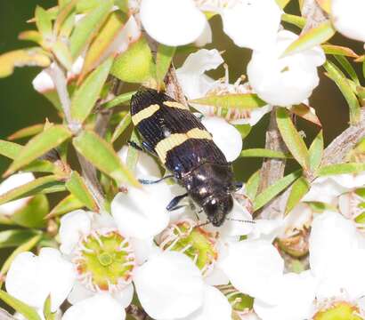 Image of Castiarina bifasciata (Hope 1831)