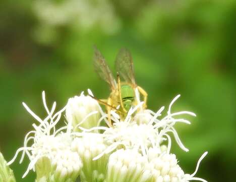 Image of Agapostemon nasutus Smith 1853