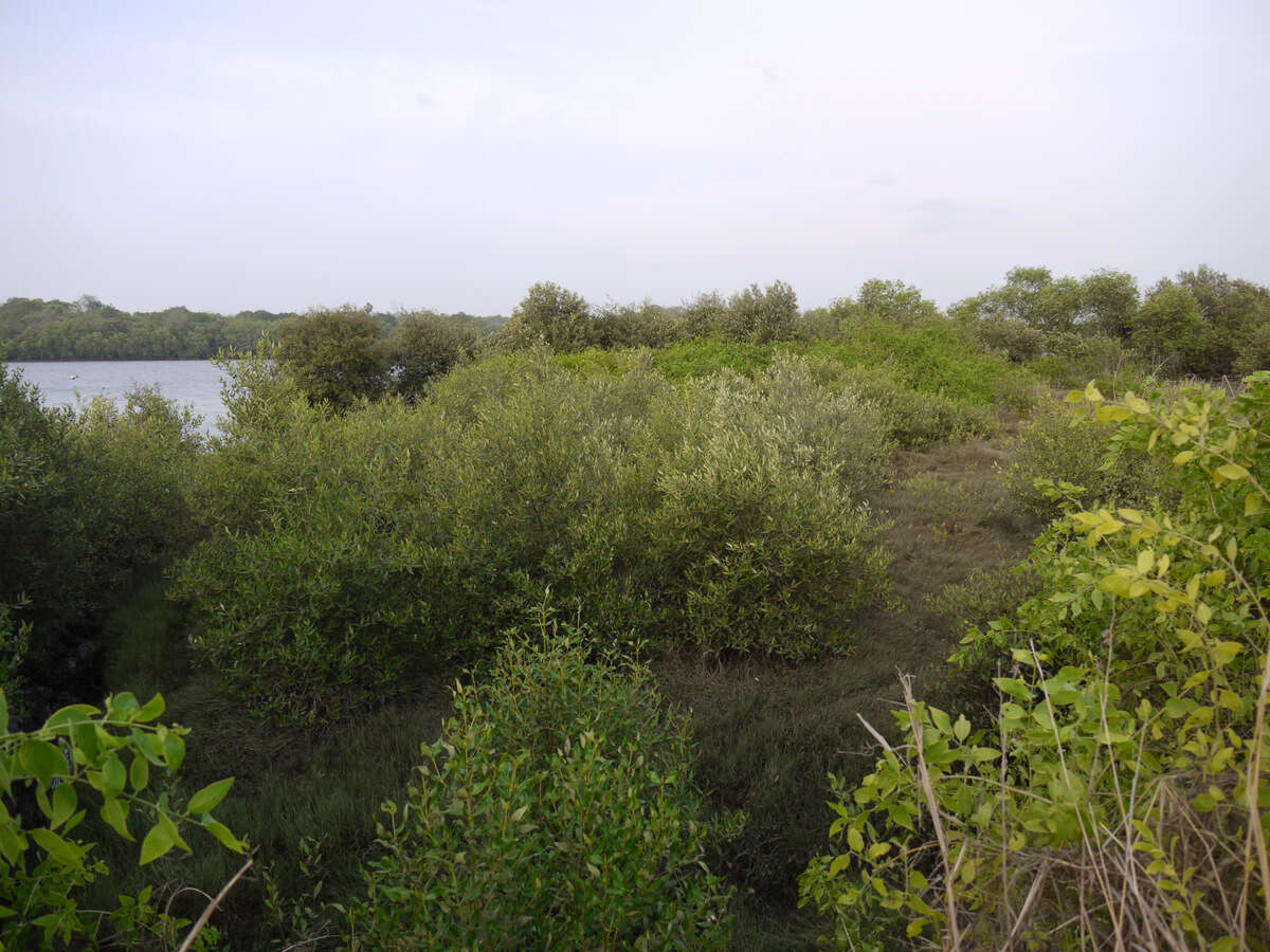 Image of Gray Mangrove