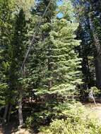 Image of California red fir