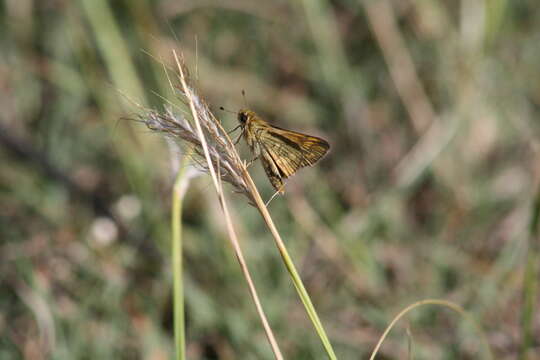 Image of Taractrocera ina Waterhouse 1932