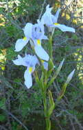 Image of blue-tulip