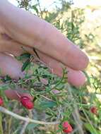 Image of cranberry gourd