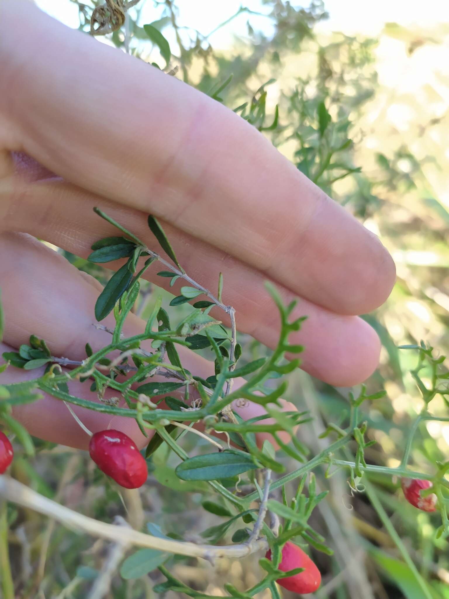 Image of cranberry gourd