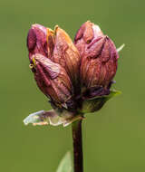 Image of Gentiana purpurea L.