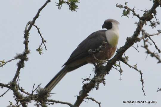 Image of Bare-faced Go-away Bird