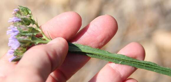 Imagem de Limonium sinuatum (L.) Miller