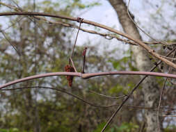 Image of Ampelocissus latifolia (Roxb.) Planch.