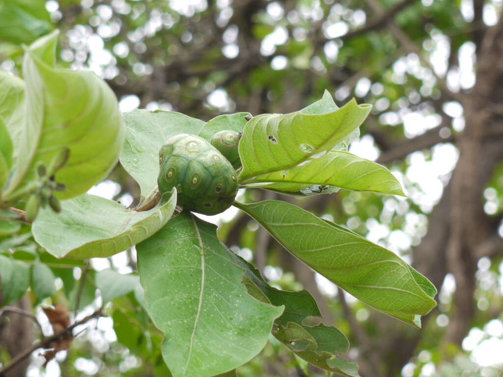 Image of Indian mulberry