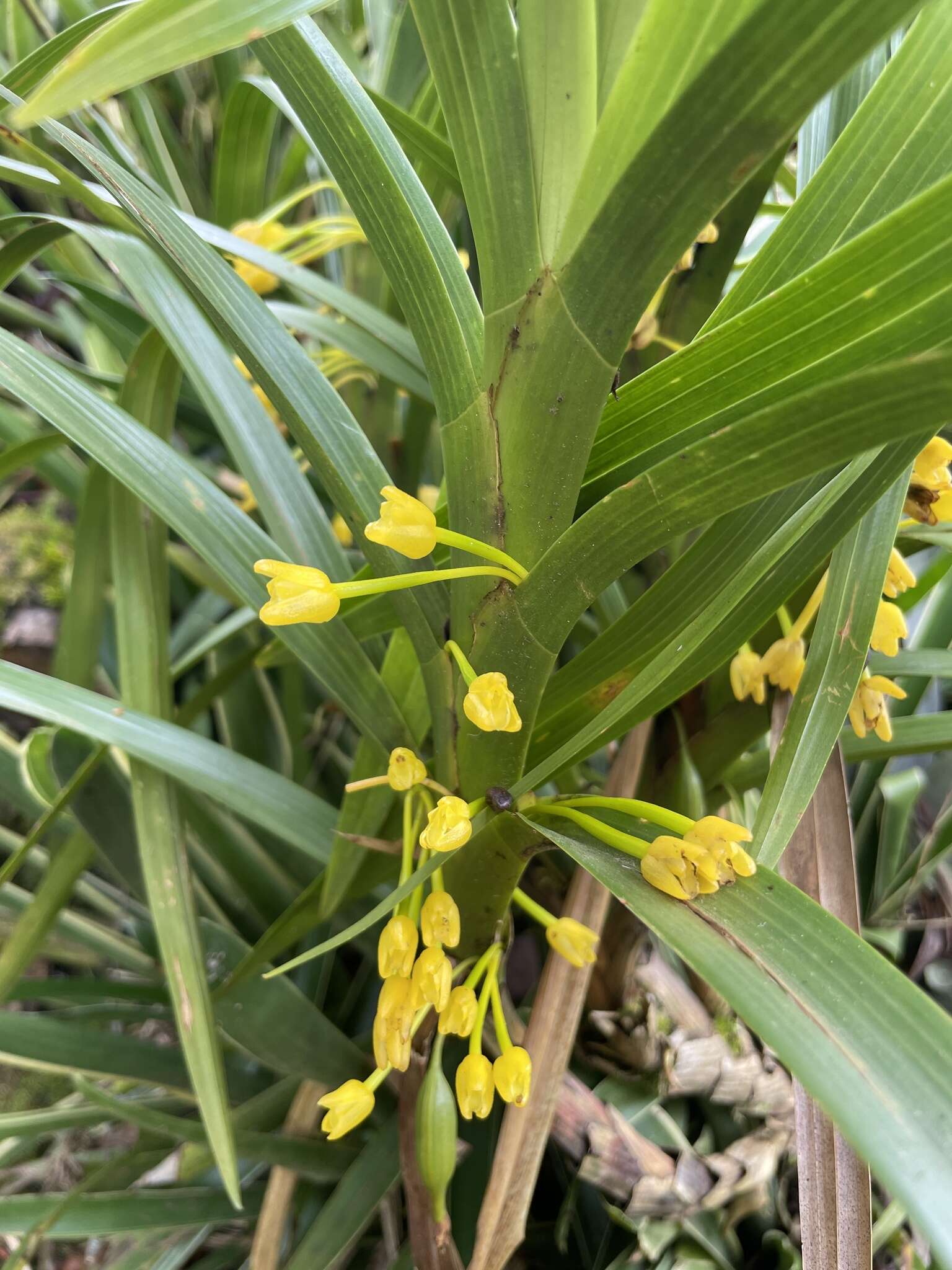 Image of Maxillaria aurea (Poepp. & Endl.) L. O. Williams