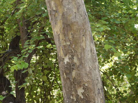 Plancia ëd Lagerstroemia microcarpa Wight