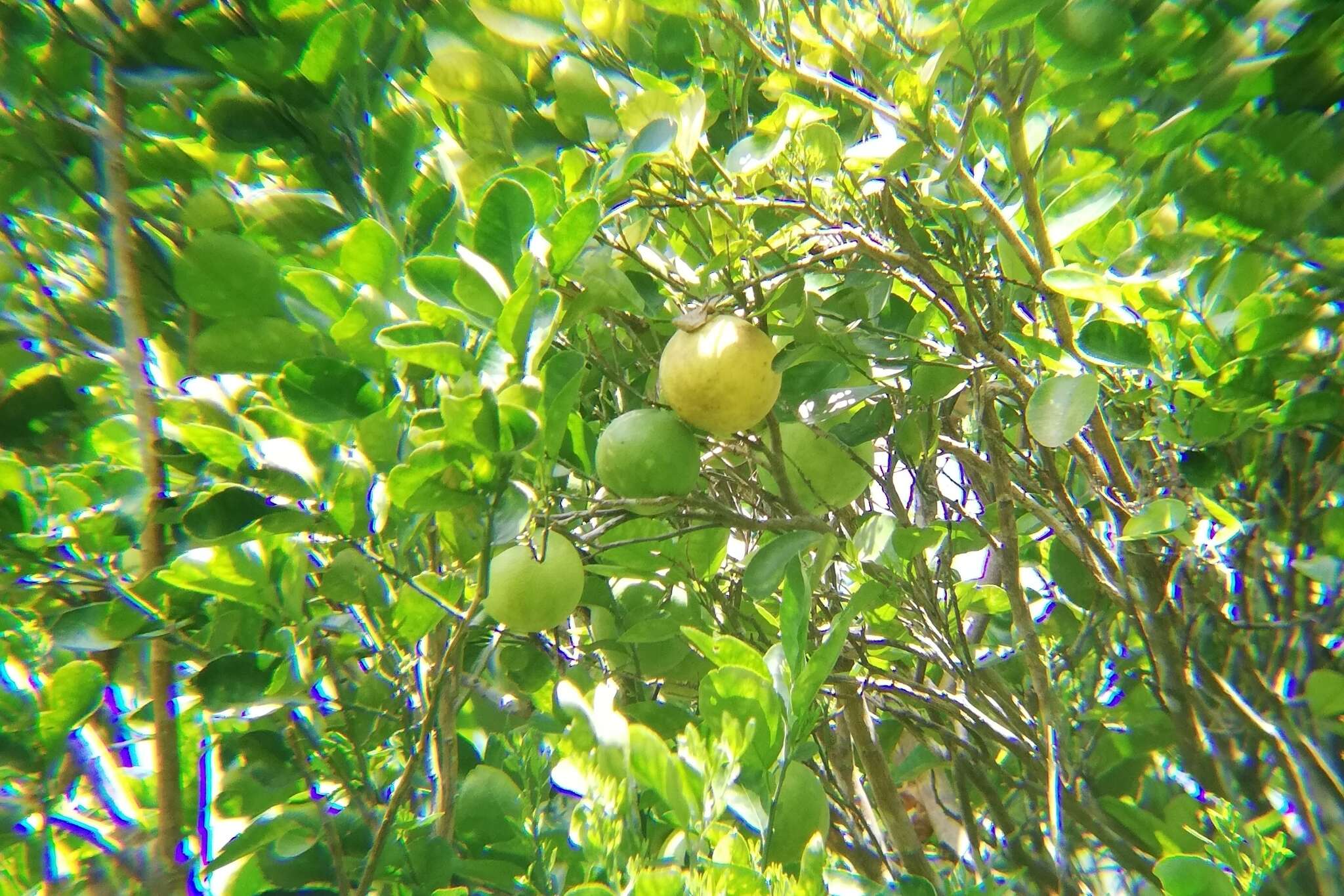 Image of Citrus × aurantium L.