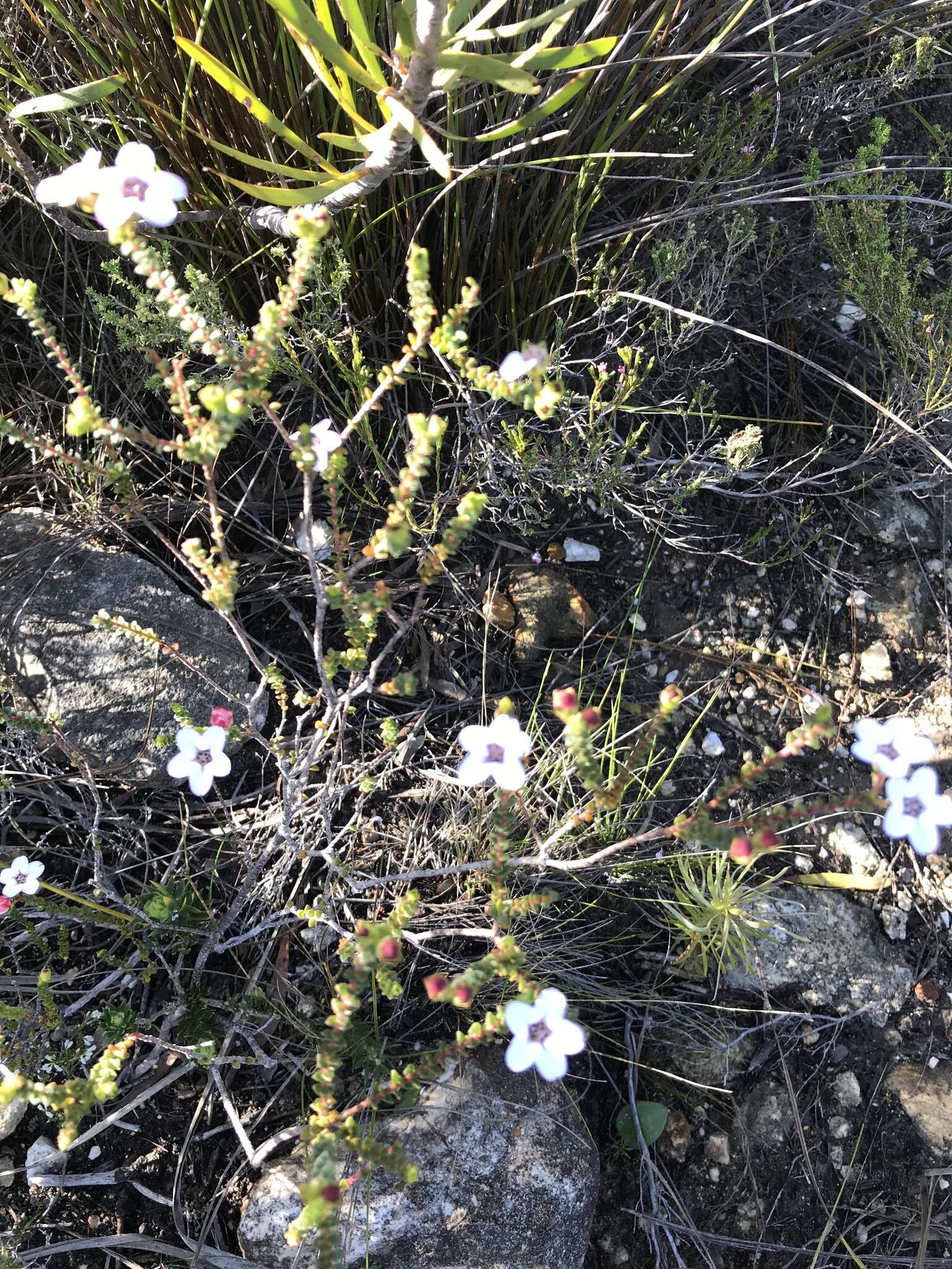 Image of Adenandra brachyphylla Schltdl.