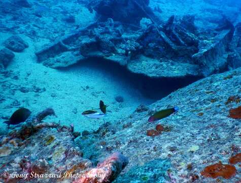 Image of two-lined monocle bream