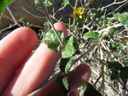 صورة Bahiopsis parishii (Greene) E. E. Schilling & Panero