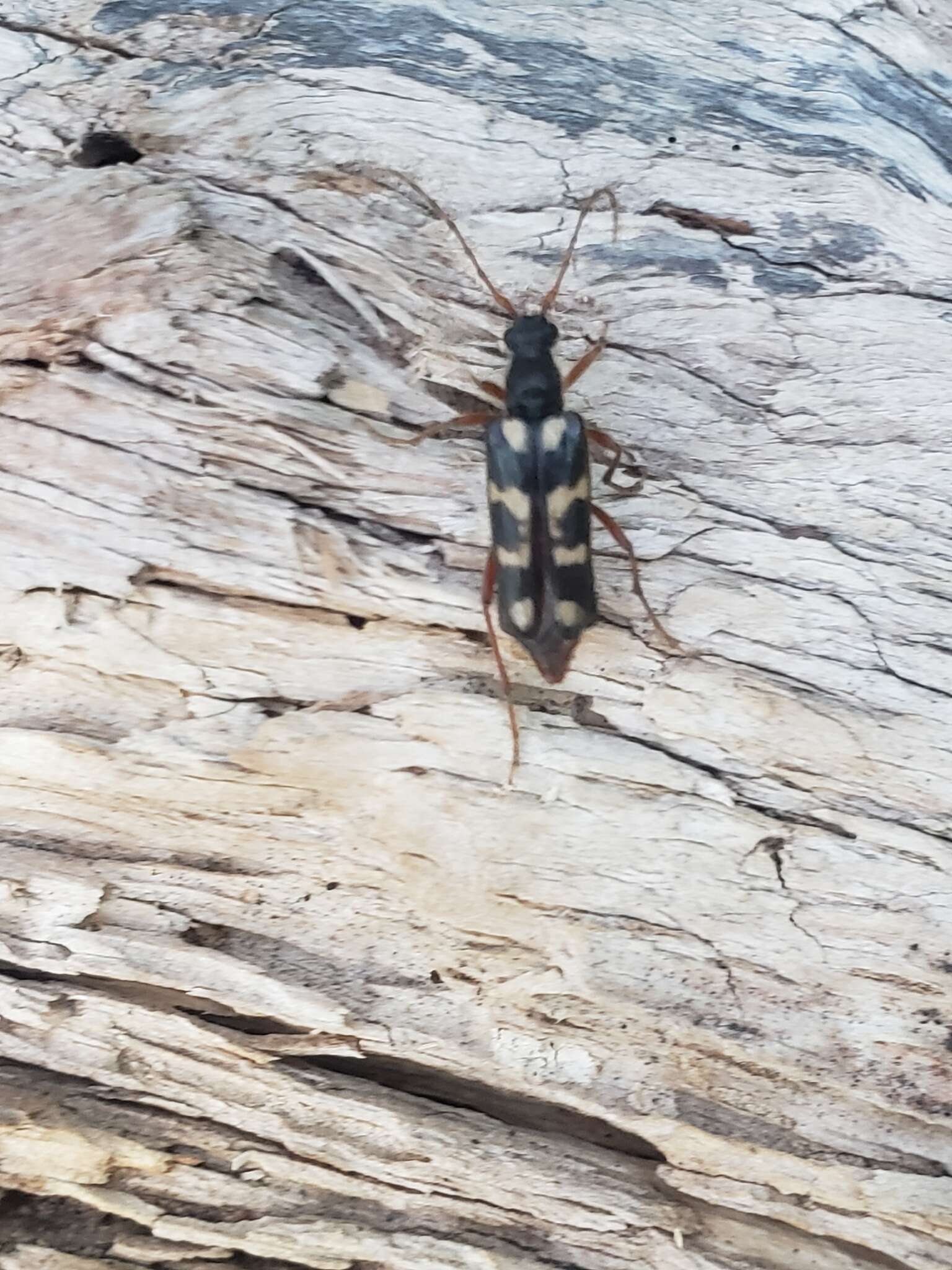 Image of Xestoleptura behrensii (Le Conte 1873)