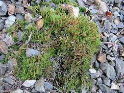 Image of Siberian spikemoss