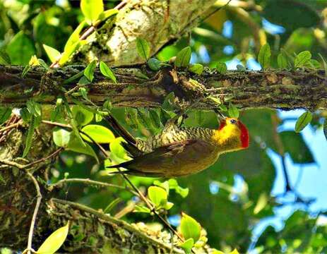 Image of Yellow-throated Woodpecker