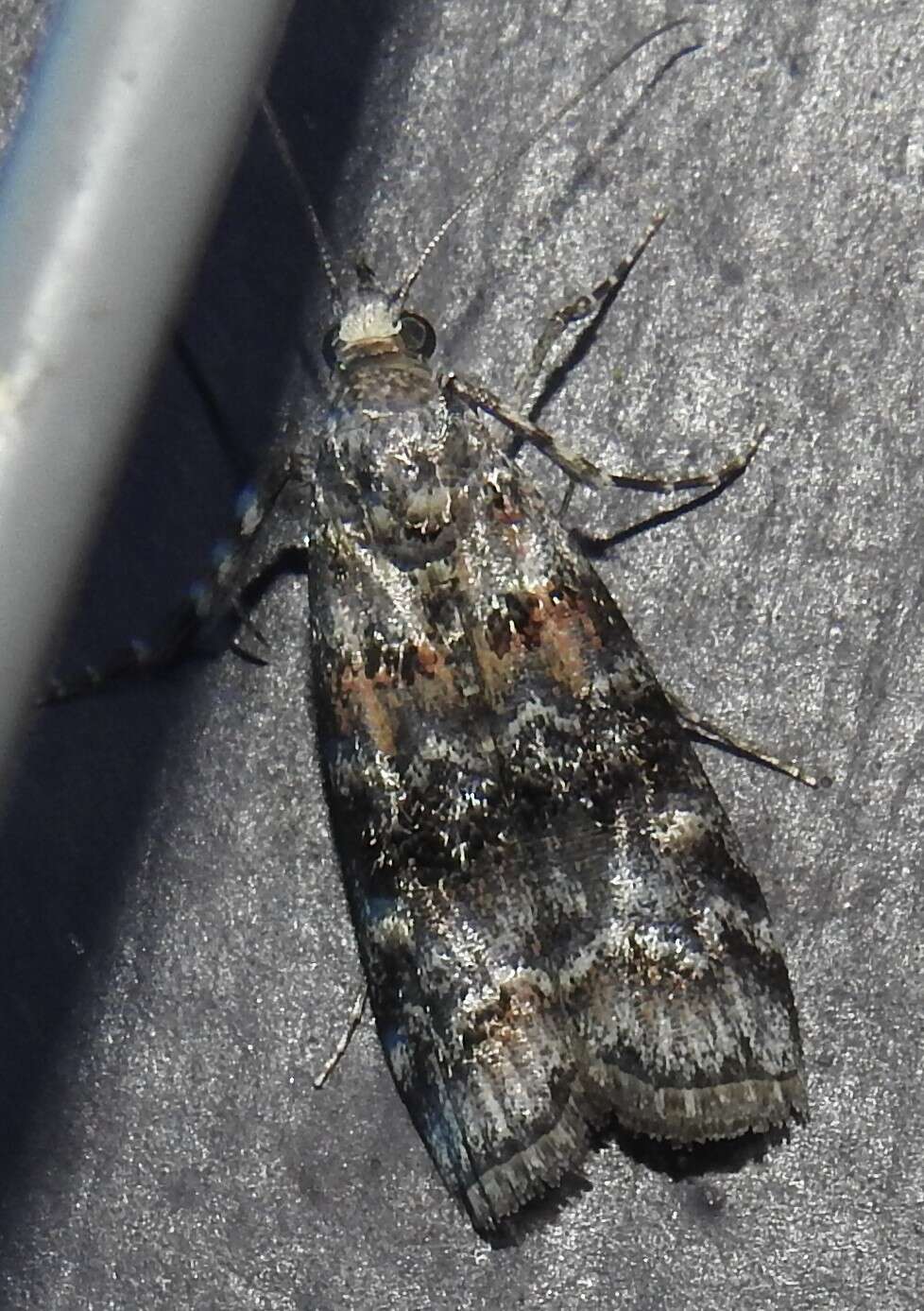 Image of Zimmerman Pine Moth