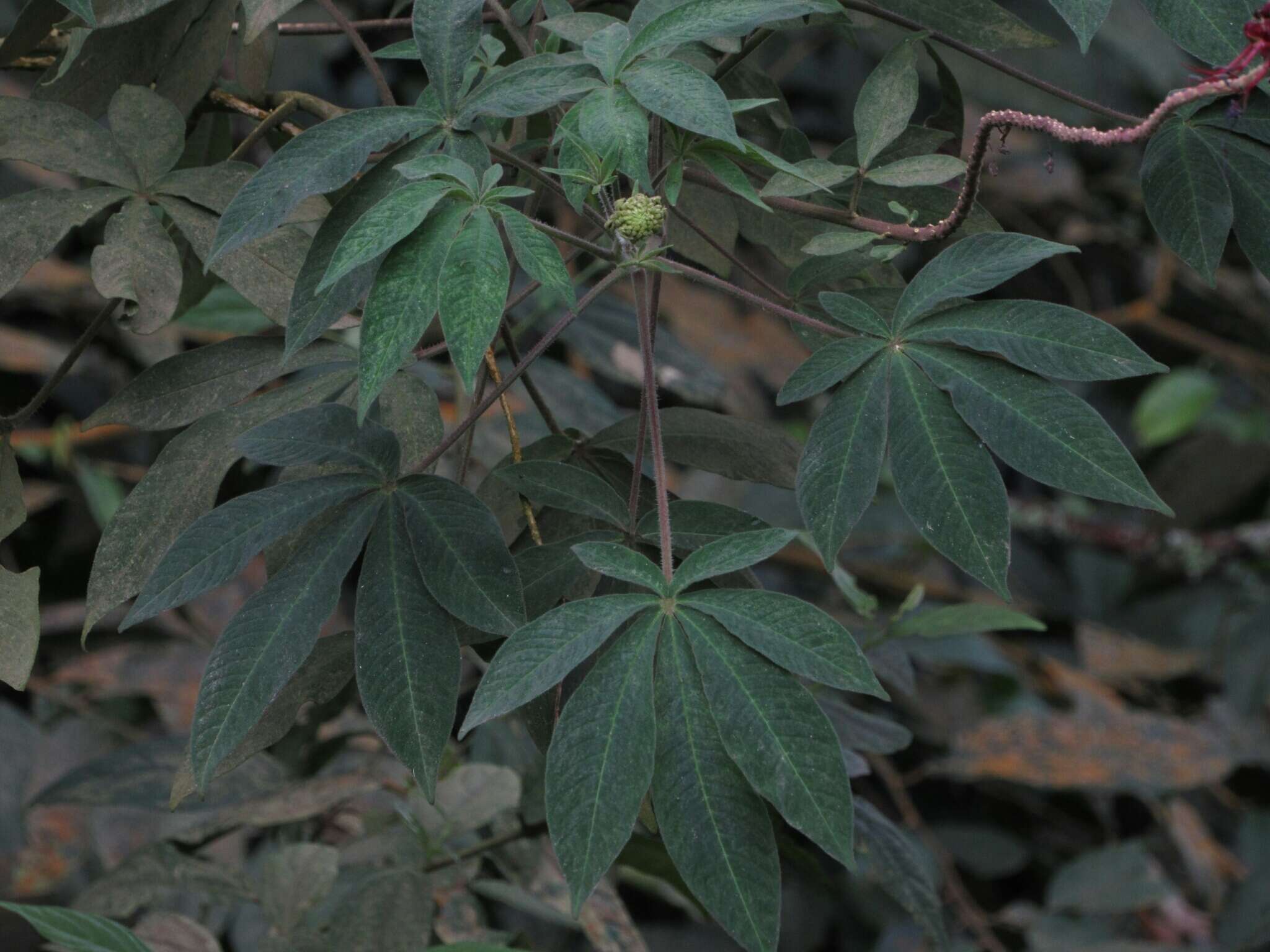 Image of Podandrogyne densiflora (Benth.) H. H. Iltis & T. S. Cochrane