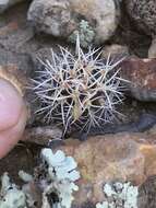 Image of Eriosyce curvispina subsp. marksiana (F. Ritter) Ferryman