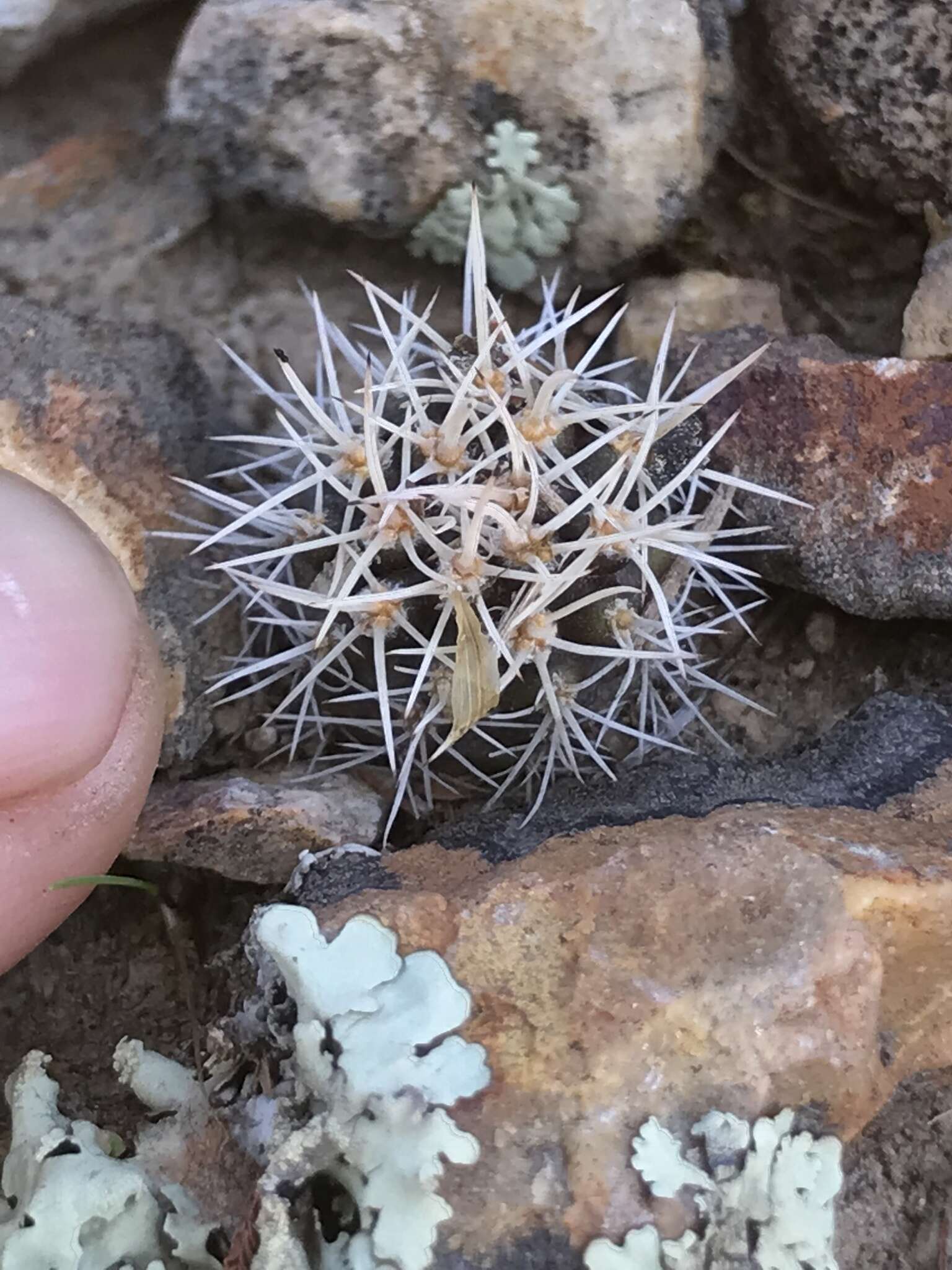 Image of Eriosyce curvispina subsp. marksiana (F. Ritter) Ferryman