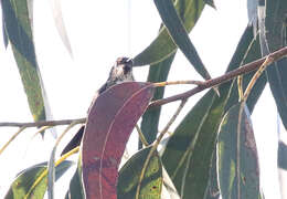 Image of Black-backed Thornbill